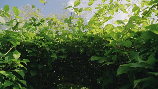 A beautiful corridor of shrub leaves. Shooting with a smooth departure of the camera