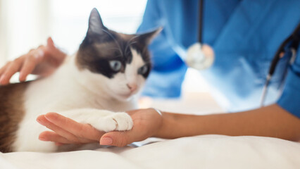 Cat Giving Paw To Veterinarian In Modern Vet Clinic Indoor © Prostock-studio
