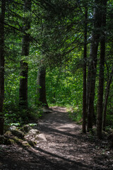 Trail Leads Through Northern Minnesota Woods