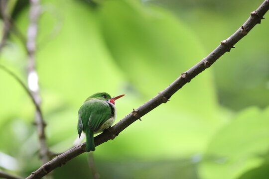 Jamaican tody (Todus todus), one of the smallest birds in the world