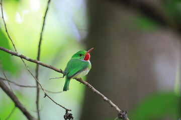 Jamaican tody (Todus todus), one of the smallest birds in the world