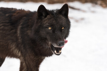 Black Phase Grey Wolf (Canis lupus) Runs Forward Licking Chops Winter