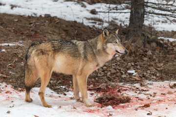 Grey Wolf (Canis lupus) Stands Next to White-Tail Deer Gut Pile Winter