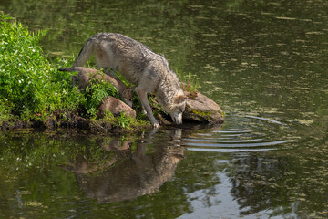 Grey Wolf (Canis lupus) and Pup Nose to Water Reflected Summer