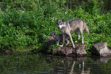 Fototapeta premium Grey Wolf (Canis lupus) Pup Looks Up at Adult on Rocks Summer