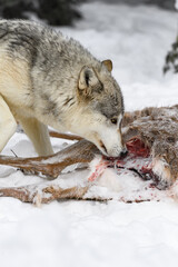Grey Wolf (Canis lupus) Sniffs at Meat of White-Tail Deer Winter