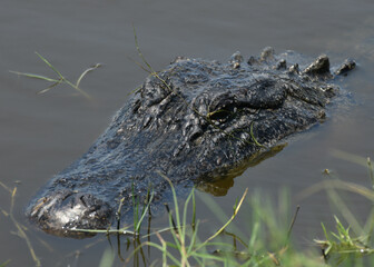 Alligator at Brazoria National Wildlife Refuge, Texas