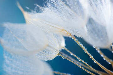 flower fluff, dandelion seeds with dew dop - beautiful macro photography with abstract bokeh...