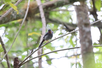 Rufous-throated Solitaire (Myadestes genibarbis) in Jamaica