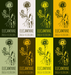 Set of drawing of ELECAMPANE in various colors. Hand drawn illustration. Latin name Inula helenium L.