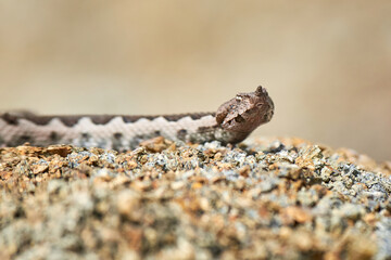 Nose-Horned Viper male in natural habitat (Vipera ammodytes)