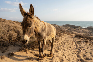 Donkey in the outskirts of Imsouane village, Morocco. 