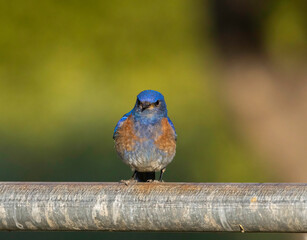 A Western Blue Bird sitting on a pipe fence