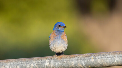 A Western Blue Bird sitting on a pipe fence