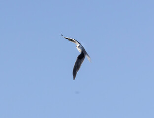 A flying White Tailed Kite flying above a park