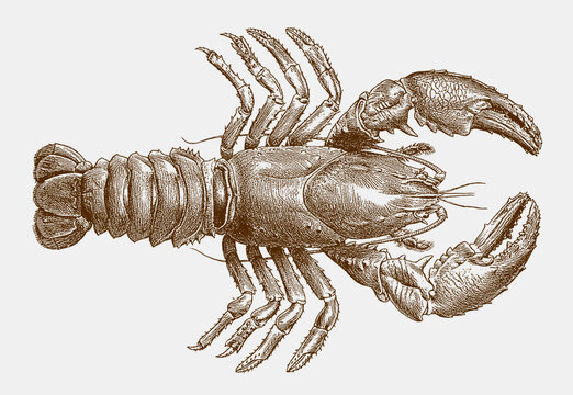 Endangered Tasmanian freshwater crayfish astacopsis franklinii in upper view, after antique copperplate