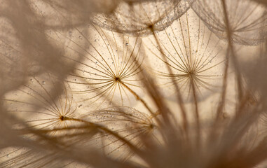 flower fluff, dandelion seeds with dew dop - beautiful macro photography with abstract bokeh background