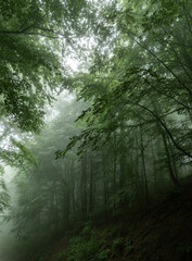 Foggy forest