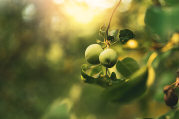 A branch with green apples in an orchard. Summer orchard with apples on a sunny day. Place for text