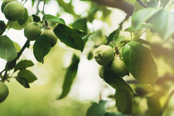 A branch with green apples in an orchard. Summer orchard with apples on a sunny day. Place for text