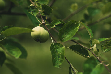 A branch with green apples in an orchard. Summer orchard with apples on a sunny day. Place for text