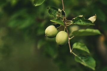 A branch with green apples in an orchard. Summer orchard with apples on a sunny day. Place for text