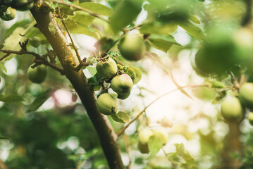 A branch with green apples in an orchard. Summer orchard with apples on a sunny day. Place for text