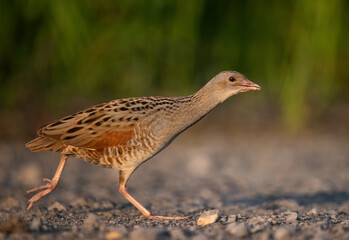 Corn crake
