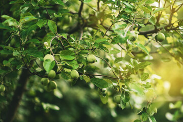 A branch with green apples in an orchard. Summer orchard with apples on a sunny day. Place for text