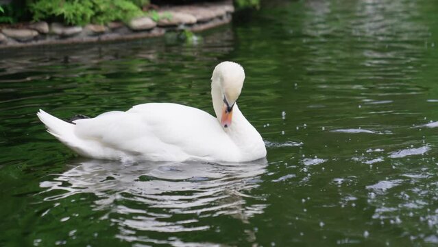 Beautiful white swans swim in the pond. Birds are bred in parks