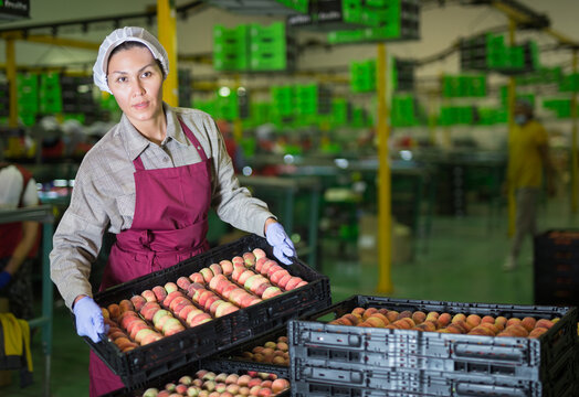 Asian woman working at the peach warehouse