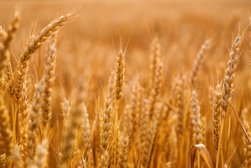 Golden ears of wheat in the field close-up. Wheat field at sunset. Mature wheat. Banner, desktop wallpapert