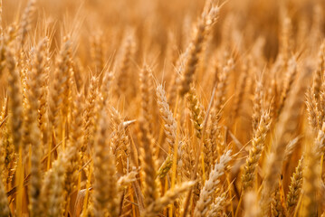 Fototapeta premium Golden ears of wheat in the field close-up. Wheat field at sunset. Mature wheat. Banner, desktop wallpapert