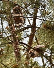 Two cute fledglings of long-eared owl (Asio otus) in their typical tawny color with mixed in grayish and brownish tones curiously peeping down from a pinetree in Southern Germany