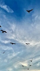 birds in the sky