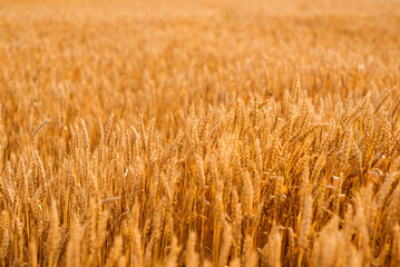 Golden ears of wheat in the field close-up. Wheat field at sunset. Mature wheat. Banner, desktop wallpapert