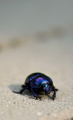 beautiful beetle on the ground