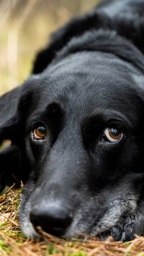 black dog portrait with  sad face and bronw eays 