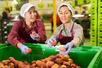 Two positive female workers sorting ripe peaches in a warehouse