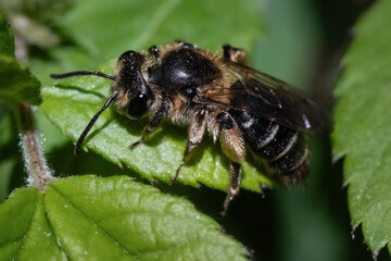 Close up of a furry Andrena mining bee resting on green leaf. Long Island, New York, USA