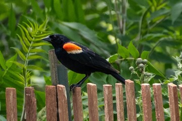 Redwing blackbird on a fence with foliage in background