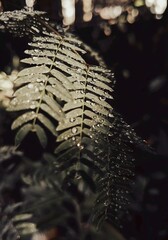 fern in the forest