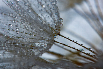 flower fluff, dandelion seeds with dew dop - beautiful macro photography with abstract bokeh...