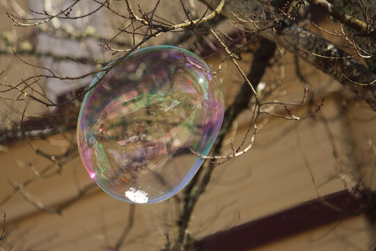 Large soap bubble floating in the air with a tree in the background