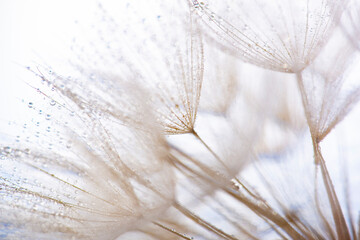 flower fluff, dandelion seeds with dew dop - beautiful macro photography with abstract bokeh...
