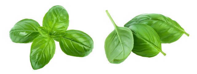 Fresh basil leaf isolated on white background with  full depth of field. Top view. Flat lay