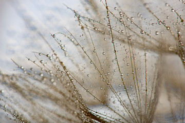 flower fluff, dandelion seeds with dew dop - beautiful macro photography with abstract bokeh background