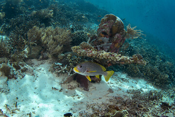 Plectorhinchus lineatus is hiding under the coral. Yellow Banded sweetlips on the bottom in Raja Ampat. Indonesia marine paradise.