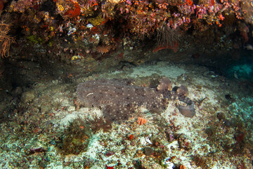 Tasselled wobbegong is laing on the bottom during dive. Eucrossorhinus dasypogon in Raja Ampat. Big hidden shark among the coral. Indonesian wobbegong is sleeping on the seabed.