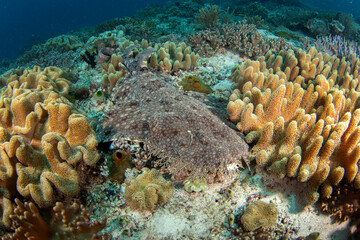 Tasselled wobbegong is laing on the bottom during dive. Eucrossorhinus dasypogon in Raja Ampat. Big hidden shark among the coral. Indonesian wobbegong is sleeping on the seabed.